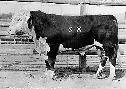 Advance Domino 54, un hijo de Advance Domino 13, de quien desciende toda la Line 1 Hereford  (D1696-1).