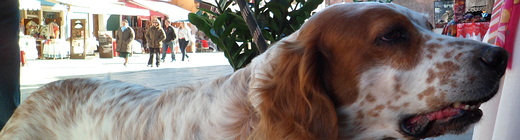 A-PERRO SETTER INGLES BURANO 520x140