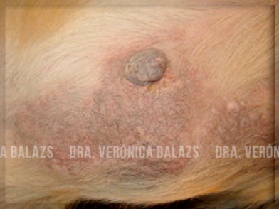 Foliculitis superficial crónica en la región ventral de un pastor alemán. Se aprecia liquenificación e hiperpigmentación, que pueden dificultar el diagnóstico.