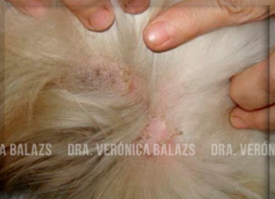 Pioderma superficial diseminada en la ingle de un perro collie. Se observan dos collaretes, uno de ellos con hiperpigmentación central. Observar borde con queratina solevantada.