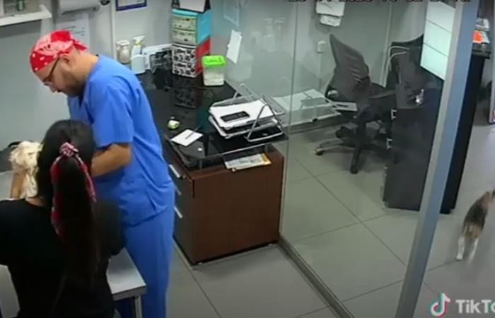 Perro sufría a manos de un veterinario y un gato se convirtió en su héroe. Foto: YouTube/ José Miguel