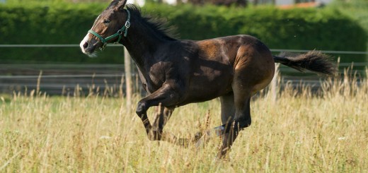 Quarter Horse Foal running