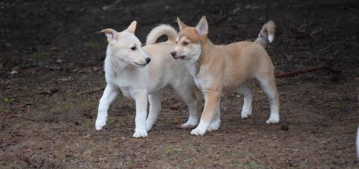 canaan dog
