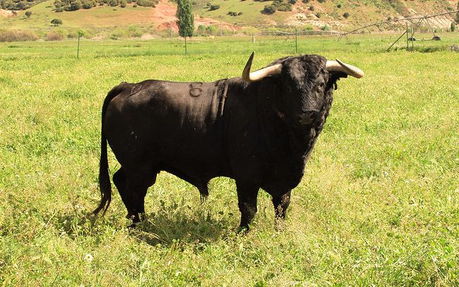 Toros encaste Los Samueles - Ganadería Samuel Flores