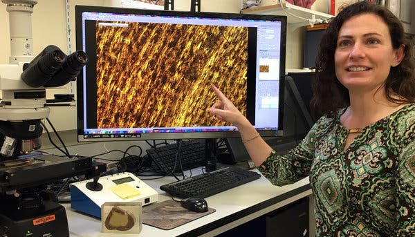 Holly Woodward, paleontóloga del Centro de Ciencias de la Salud de la Universidad Estatal de Oklahoma, que muestra el tejido óseo de Jane bajo un microscopio.