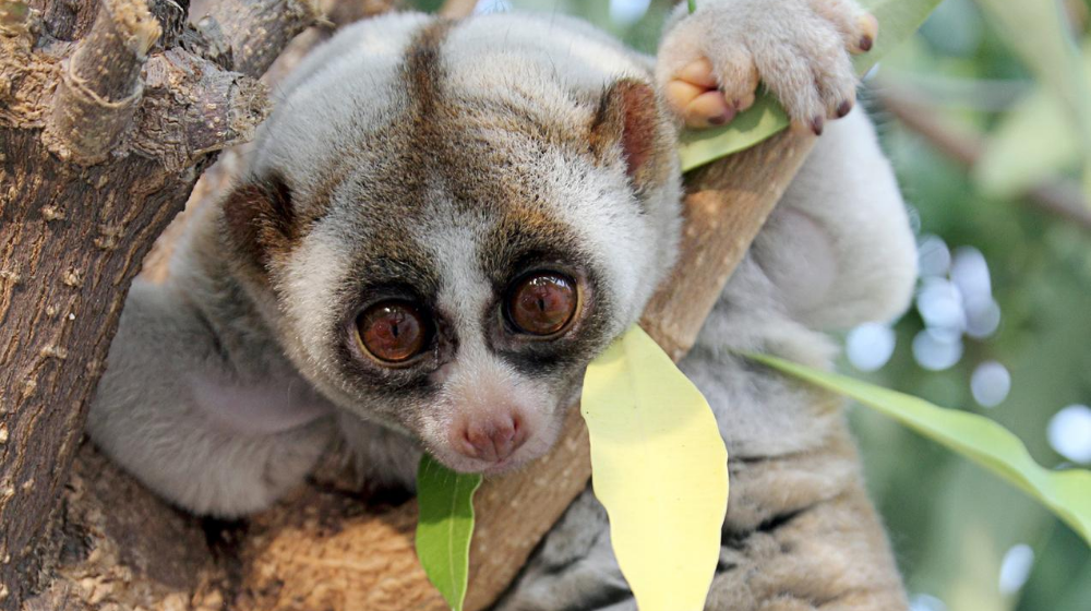 Slow Loris