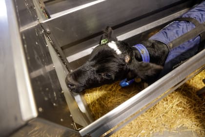 El equipo ofrece un suministro óptimo de leche