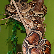 Common boa
