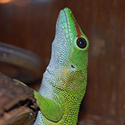 Madagascan giant day gecko