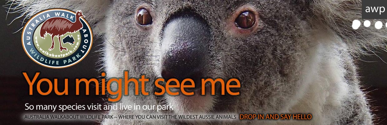 koala