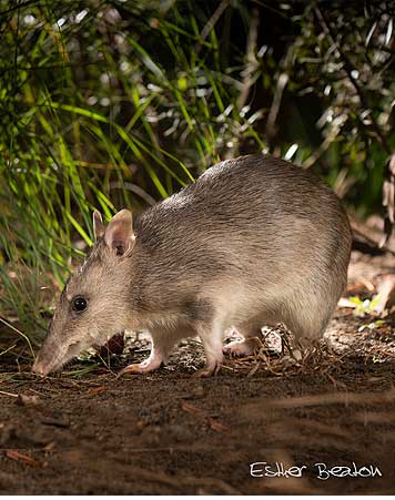 home bandicoot