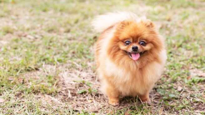 razas de perros toy