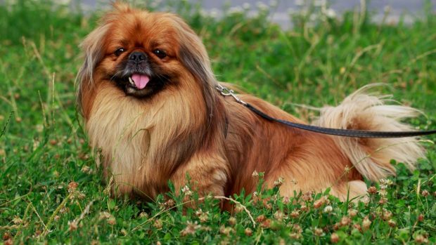 razas de perros toy