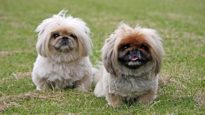 Perros asiáticos