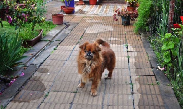 Perros asiáticos
