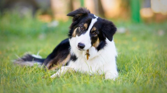 El perro que menos enferma