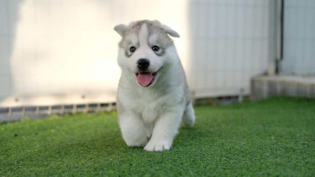 El husky siberiano