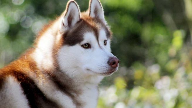 El husky siberiano
