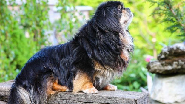 El Spaniel Tibetano