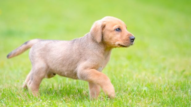 Perros: el broholmer