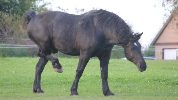 El caballo percherón