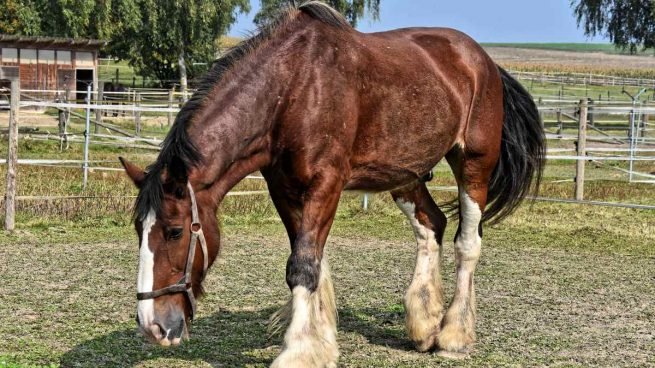 Caballo percherón