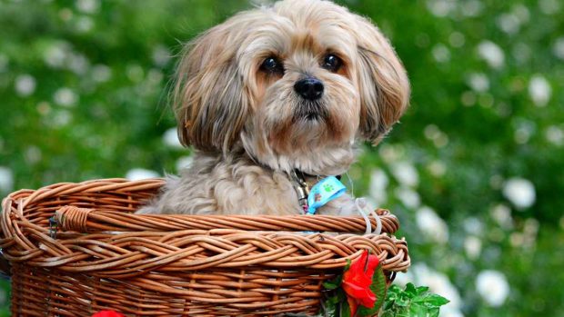 ¿Cómo es el Lhasa Apso?
