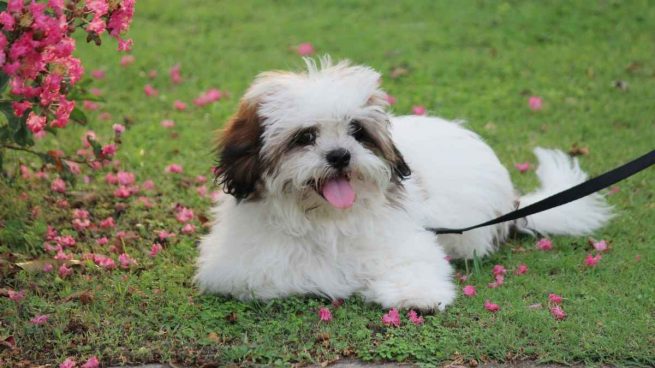 ¿Cómo es el Lhasa Apso?