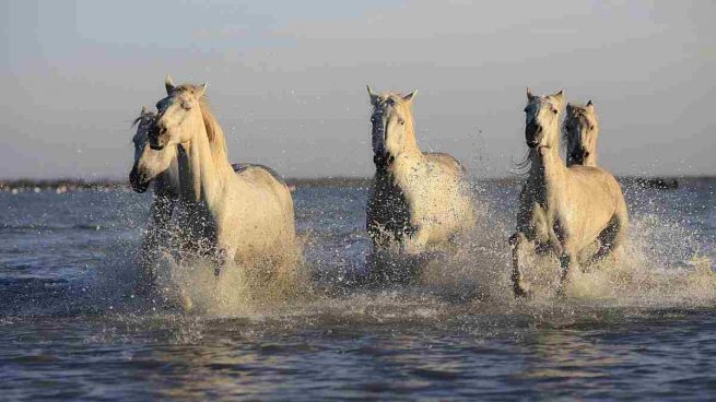 Curiosidades del caballo
