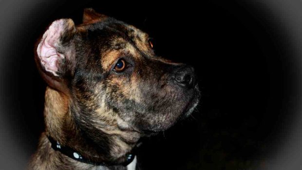 Perro alano español