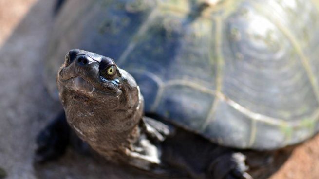 Tortuga doméstica
