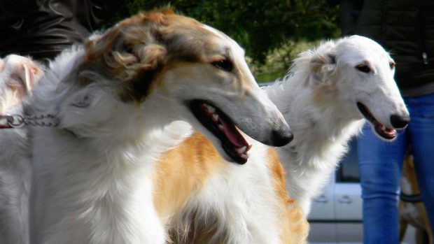 Borzoi perro ruso