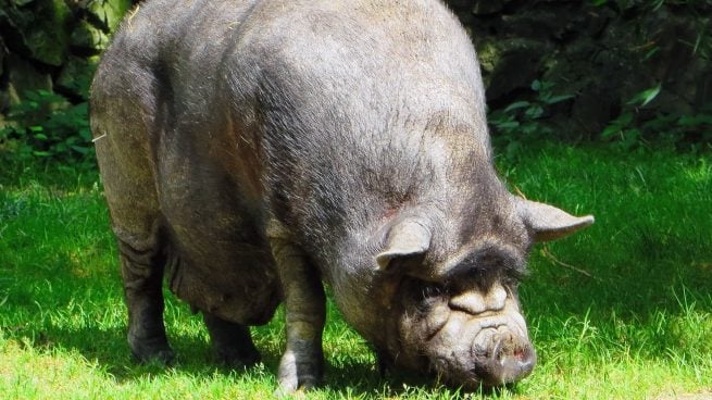 Animales exóticos España
