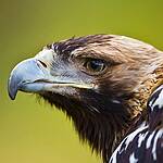 RAPACES