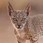 LINCE IBÉRICO