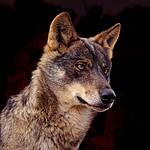 LOBO IBÉRICO