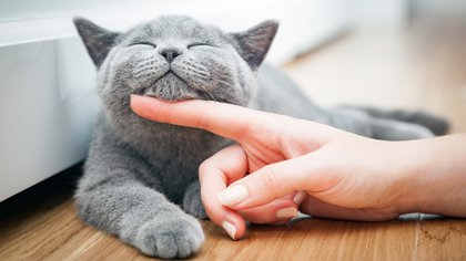 Respecto de las razas algunos prefieren las razas más activas como los siameses y orientales, que además son maulladores; otros prefieren razas más tranquilas, aunque no tanto, como el birmano o el exótico de pelo corto