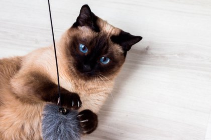 Los gatos son animales de compañía caracterizados por su independencia y no dependencia de los humanos (Shutterstock)
