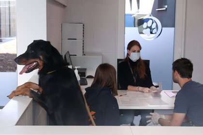 Si bien muchas mascotas (como Drake, adoptado en Bélgica por Sandra de Geradon y Cyprien De Boeck) encontraron un hogar durante la pandemia de COVID-19, otras perdieron sus rutinas. (REUTERS/Yves Herman)