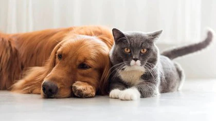  “La humanidad valora como nunca antes la compañía, y la encontró en los perros, los mejores amigos del hombre”, coincidieron las expertas consultadas por Infobae