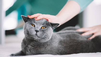 Los British Shorthair son la raza de gatos británica más antigua. Al parecer, fueron los romanos quienes los llevaron consigo a Gran Bretaña, donde permanecieron aislados durante un largo periodo de tiempo