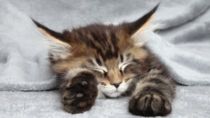 El maine coon guarda gran parecido físico con el bosque de Noruega pero, a diferencia de este, procede de Estados Unidos, concretamente, del estado de Maine