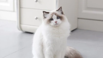 Los gatos ragdoll son gatos grandes y gentiles cuyo nombre proviene del hecho de que al ser recogidos se vuelven completamente inertes