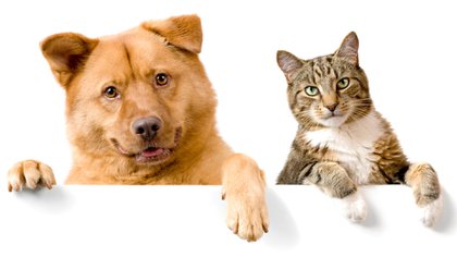 Los perros y los gatos comparten muchos aspectos en su salud; pero son buscados por las personas por sus características de ser más o menos independientes del humano (Shutterstock)