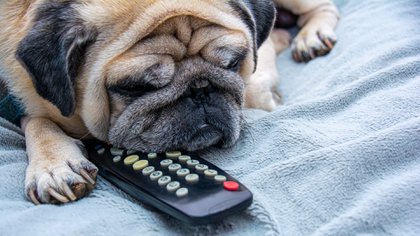 Los perros sufren en algunos casos ansiedad por el contexto de aislamiento (Shutterstock)