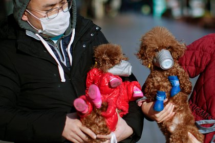El súbito cambio de rutina que provocó el nuevo coronavirus desafió a los animales domésticos, aunque no hay pruebas sólidas de que se contagien. (REUTERS/Aly Song)