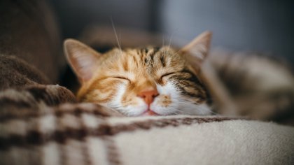 Los gatos tienen fama de ser animales de carácter complicado y poco cariñosos. Sin embargo, esta característica depende de la raza, la crianza y los cuidados dados por los seres humanos