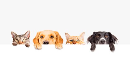 Las órdenes de quedarse en casa han afectado las conductas de billones de personas, y también parecen alterar las de sus mascotas. (Shutterstock)