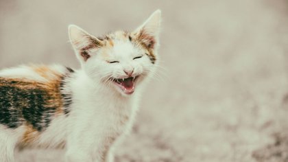 Las personas se prepararon para un encierro de alto costo emocional, pero las mascotas enfrentaron de pronto una nueva forma de vida. (Shutterstock)