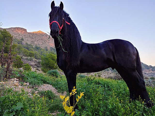 Amigos perros, Caballos y yeguas y Razas de gatos, nuevas webs sobre animales domésticos - 1, Foto 1